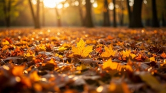 Halloween in St Ives and Surrounding Areas