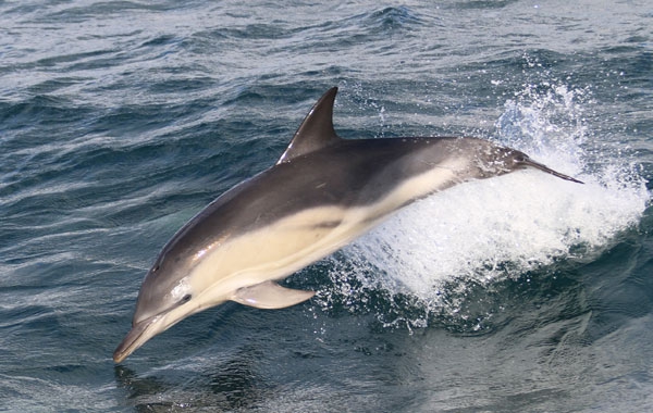 Marine Discovery, Penzance 